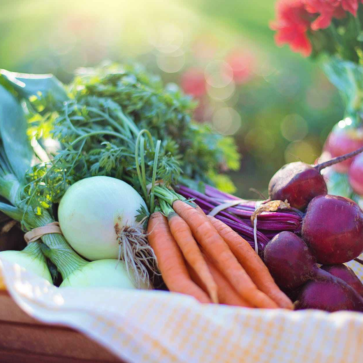 Ateliers de potager en permaculture